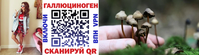 это как зайти  Конаково  Псилоцибиновые грибы Cubensis 